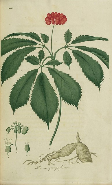 Panax quinquefolium, ginseng
