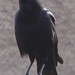 crow is talking