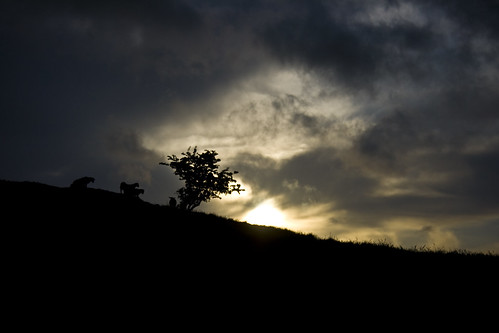 field sunrise countryside lambs daybreak rainclouds cumnock