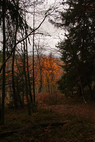 autumn fall sweden harnosand 2007 härnösand