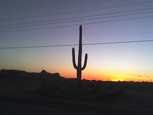 sunset arizona cactus tucson saguaro