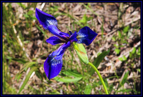 blue iris pond bloomington mcgrawpark