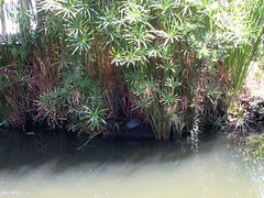 Turtles by the Koi Pond