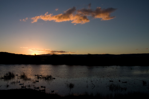 sunset holiday ross dusk ducks australia tasmania tas tassie