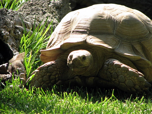 Tortoise, Lagos Zoo, the Algarve