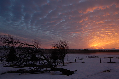sunset canada tree fence princeedwardisland pei albioncross