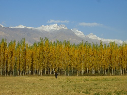 autumn trees mountains color yellow poplar tajikistan centralasia dpn pamirs badakhshan wakhanvalley pamirmountains