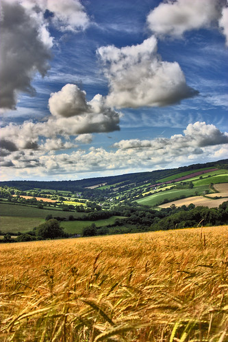 sky sunlight barley clouds rural canon spectacular landscape outside outdoors eos countryside daylight photo scenery view wideangle devon crop vista crops organic canoneos hdr highdynamicrange 202 thegreatoutdoors theworld lowperspective planetearth ashcombe tripleshot fieldofgold 3xp photomatix tonemapped aeb 3exposures truetone hdrimage handheldhdr hdrsky hdrskies hdrpicture hdrclouds photomatixhdr hdriimage rmrayner ralphraynerphoto spectacularshots hdrview maltingbarley ralphrayner hdrscene landscapeandsky landscapewithsky