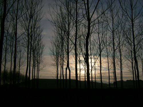 trees sunset españa nature clouds atardecer spain stormy poplars smörgåsbord chopos camarzanadetera naturessilhouettes