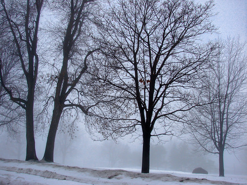 winter snow tree fog hiver neige arbre brouillard hmom platinumphoto platinumheartaward landscapesdreams gmr385
