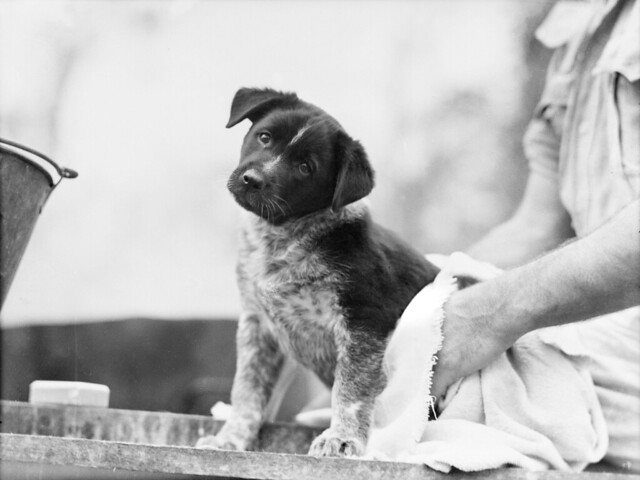 The mascot pup after a bath 1943