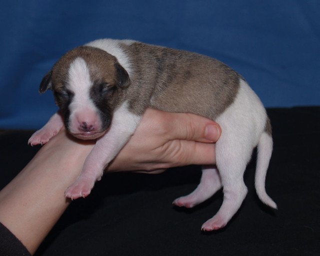 Animagi's Anpu Whippet puppy : 5 days old