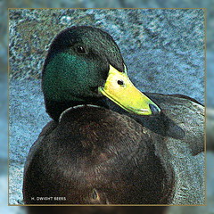 Easter Portrait (gimpified)