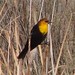 yellowheaded blackbird