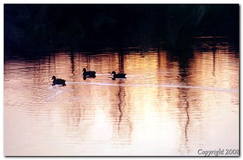 sunset ohio reflection film water duck nikon ducks akron turtlepond naturesfinest firestonepark portagelakes geotaggedohio