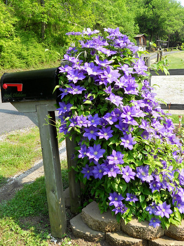 flower spring clematis vine blooming ruralmailbox rcvernors rickchilders