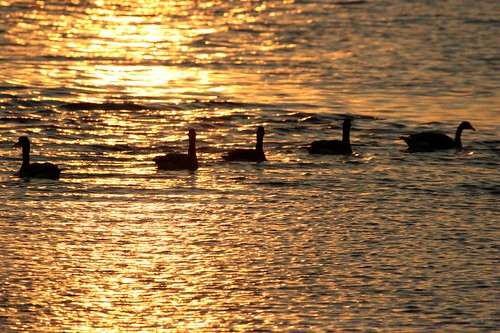 sunset orange geese detroit belle isle