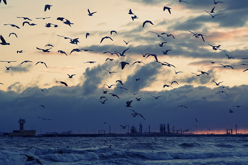 sea storm birds sunrise harbour poland baltic gdansk westerplatte 5y12u3k goldstaraward pirspaliwowy portpolnocny sylwekeu