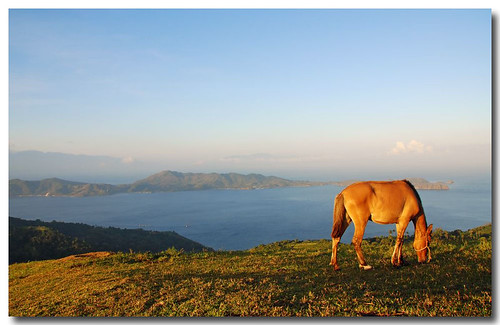horse sunrise point philippines april anilao batangas 2008 baboy aplusphoto gulugud 137630