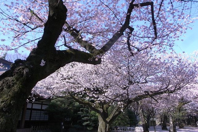 桜 SAKUARA 2010