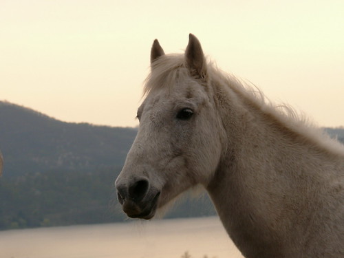 sunset portrait horse lake silver sara shadows profile lovely equine