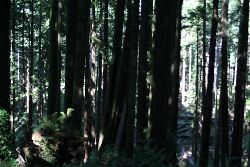 california forest landscape arcata
