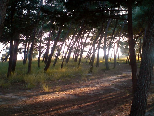 road wood trees light sunset pinetree croatia explore boris split novak thechallenge borisnovak lightbehind