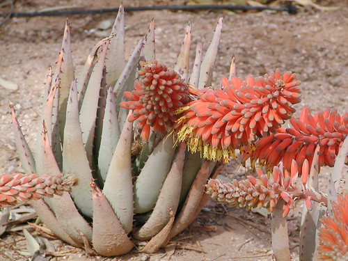 Aloe claviflora by Sabaea