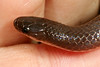 <a href="http://www.flickr.com/photos/pcoin/1577430381/">Photo of Carphophis amoenus by cotinis</a>