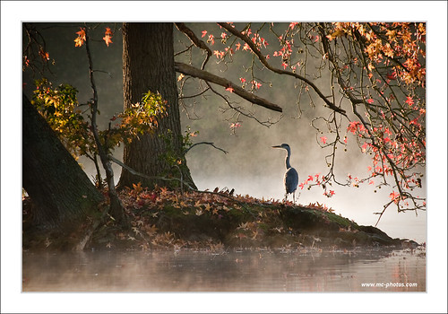 bird fall heron fog automne geotagged oiseau brouillard comelle diamondclassphotographer geo:lon=249366 geo:lat=49158063