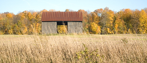 autumn trees field barn grasses mulliken joeldinda