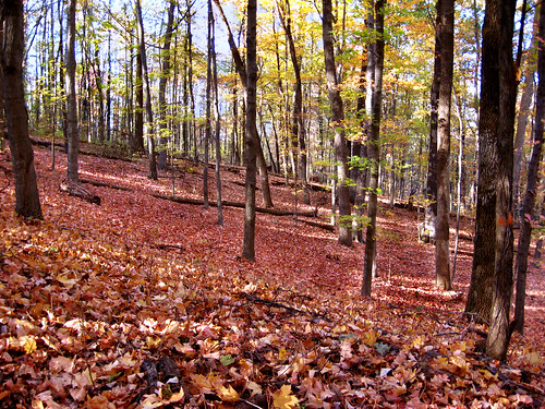 fall leaves illinois fallenleaves giantcity