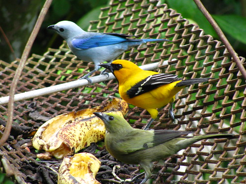 From top to bottom - blue-grey tanager, yellow oriole and palm tanager
