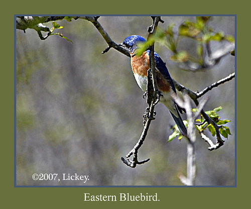 bird nature bluebird watcher songbird naturesfinest perchingbird