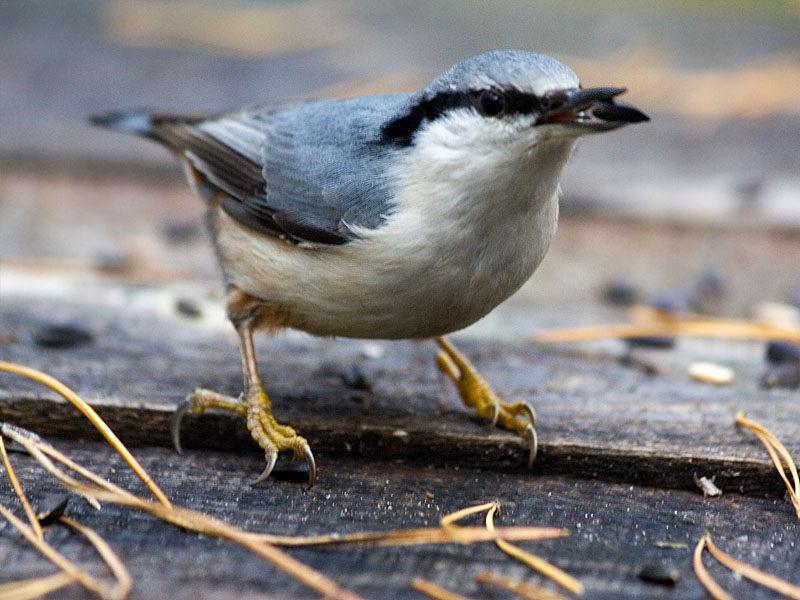 Photograph titled 'Eurasian Nuthatch'