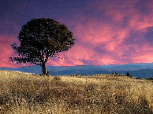 sunset summer tree grass gum view au australia canberra eucalyptus act bestofaustralia