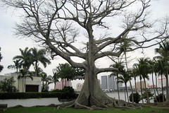 Florida - Palm Beach: Lake Trail - Kapok Tree