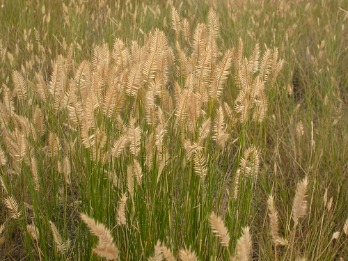 grass montana poaceae steppe perennial wheatgrass inflorescence introduced bunchgrass agropyron crestedwheatgrass madisonrivervalley triticeae agropyroncristatum coolseason drysite