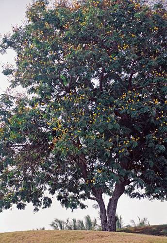 pakistan flower tree yellow garden nikon mausoleum editorial allrightsreserved jinnah filmphotography 35mmfilmformat ©batoolnasir