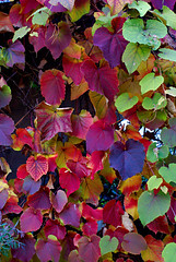 Autumn colour @ Eden 2007_S12197
