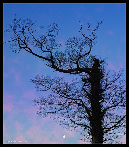 moon tree dawn nikon leicestershire explore d200 naturesfinest mywinners treesubject diamondclassphotographer flickrdiamond platinumheartaward ♥avision♥