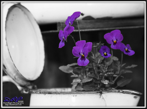 flowers selectivecolor anawesomeshot herbdunn dunnrightphotography kerncountyphotographers