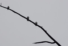 Tree swallows