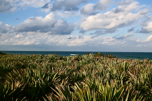 ocean sea geotagged coast florida dune atlantic palmetto malabar coconutpoint geo:lat=28022349 geo:lon=80535643 photocontesttnc10