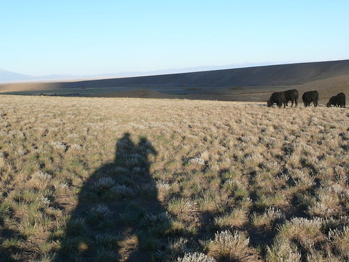 cattle sanluisvalley cattledrive