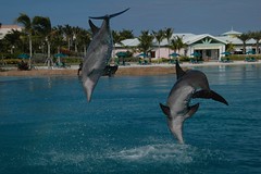 Deep-water Swim At Dolphin Cay