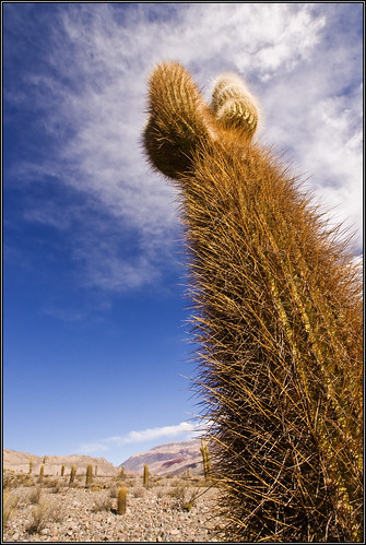 travel vacation cactus holiday southamerica argentina field landscape sony 2008 salta a700 jimsnapper theperfectphotographer