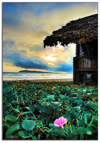 ocean morning sea plants flower beach grass clouds sunrise island sand philippines wave bamboo hut bicol nipa bagasbas daet anawesomeshot