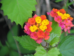 Pennington Park - wild flowers