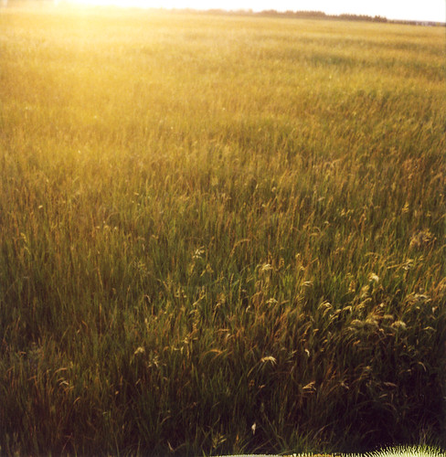 sun film field grass polaroid shine meadow 600 sonomacounty slr680 roidweek2008 panpola